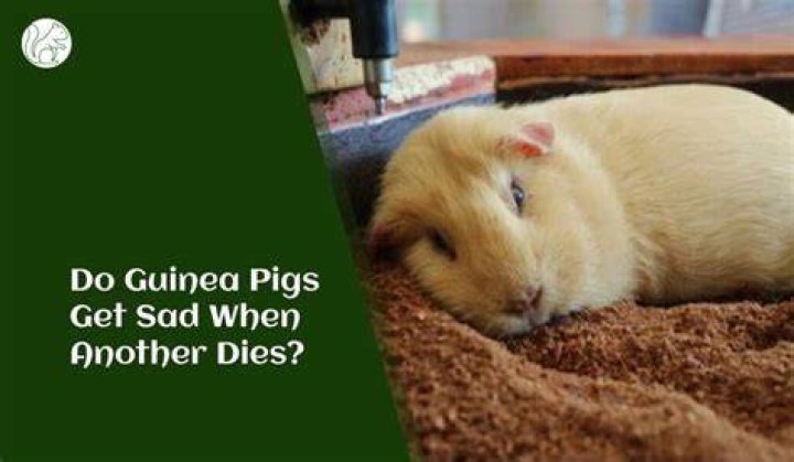 Do guinea pigs get sad when you leave?