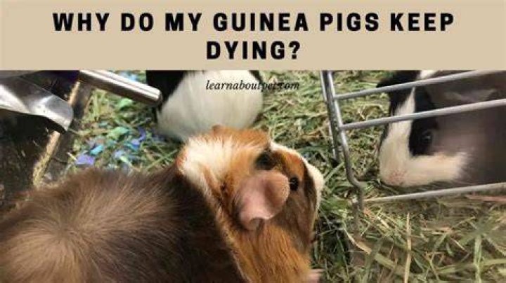 Do guinea pigs hide when they are dying?