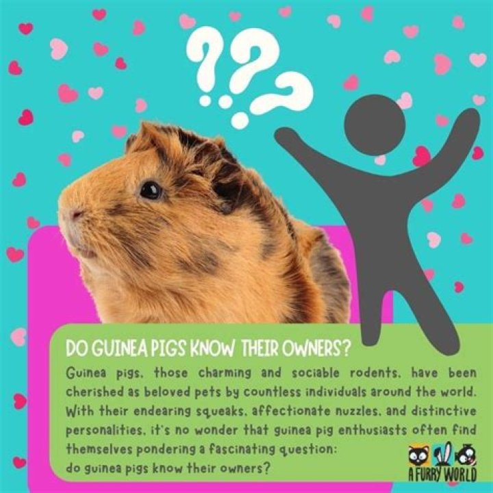 Do guinea pigs know their owners?
