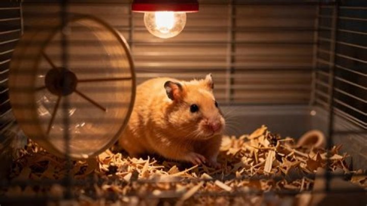 Do hamsters need a night light?
