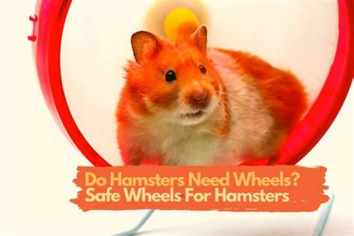 Do hamsters need a wheel?