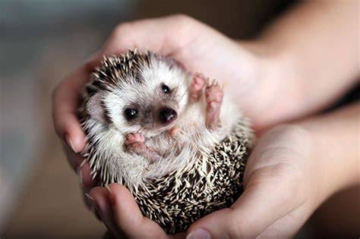 Do hedgehogs like their belly rubbed?