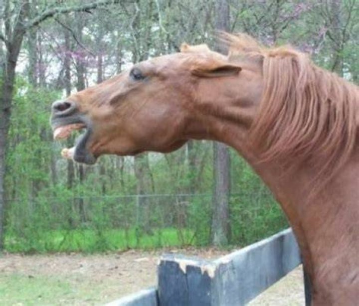 Do horses get angry when hungry?