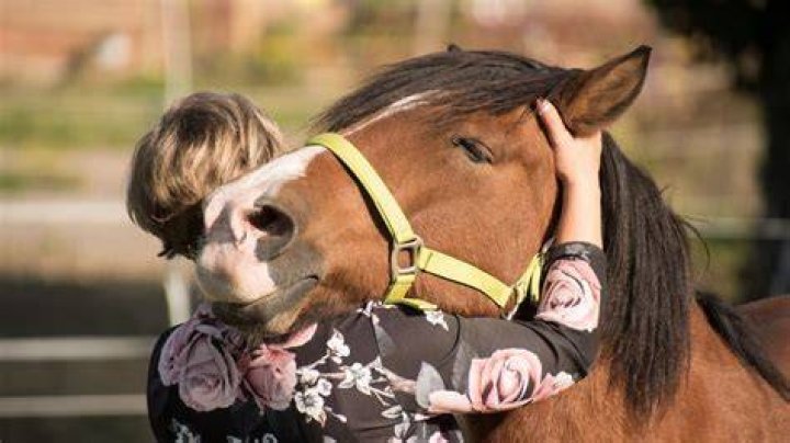 Do horses love humans?