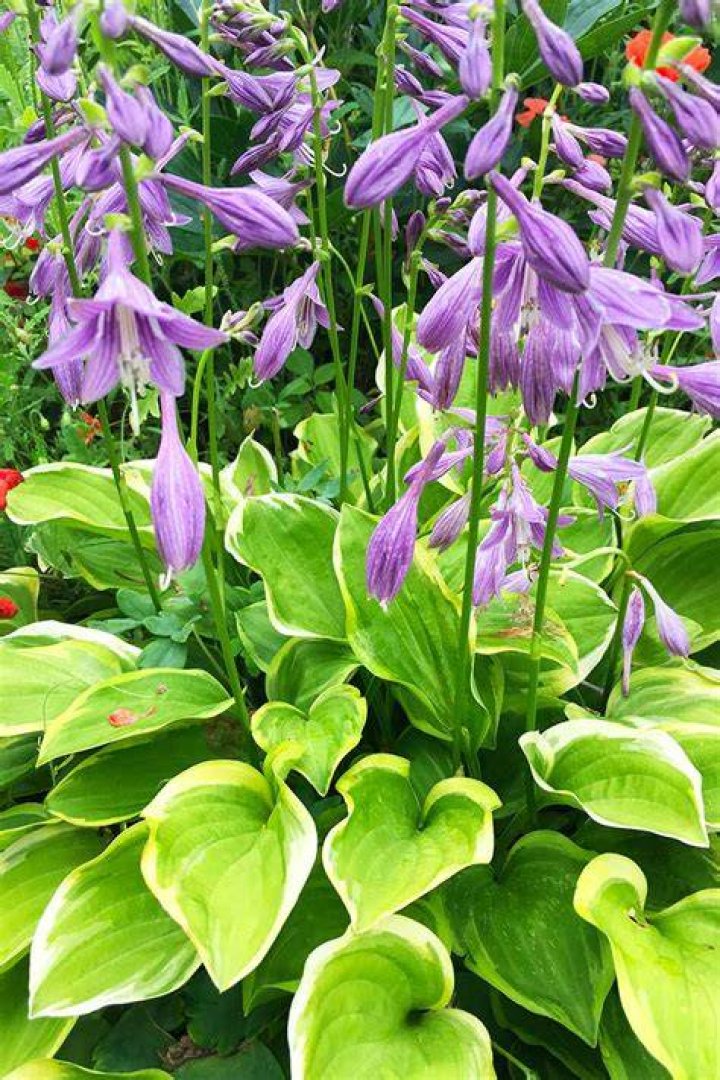 Do hostas flower all summer?