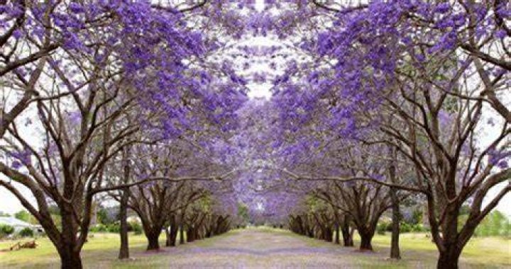 Do jacarandas bloom twice a year?