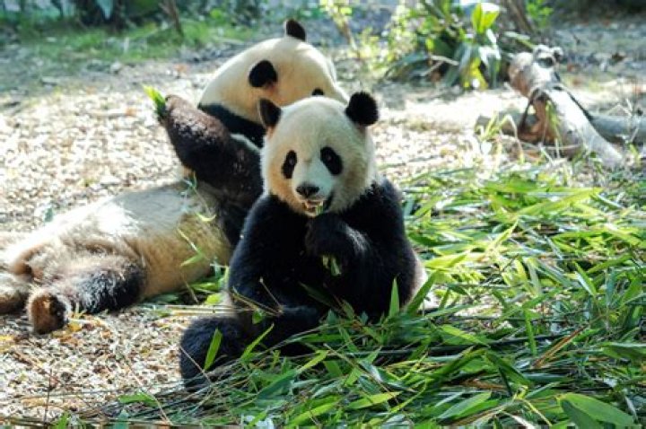 Do Japanese like pandas?