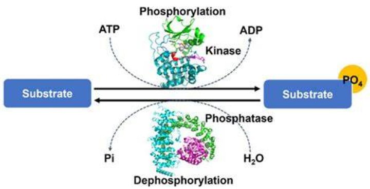 Do kinases phosphorylate and dephosphorylate?