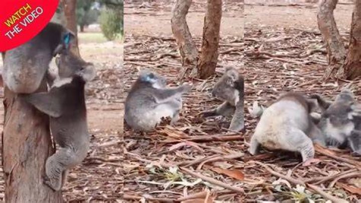 Do koalas punch?