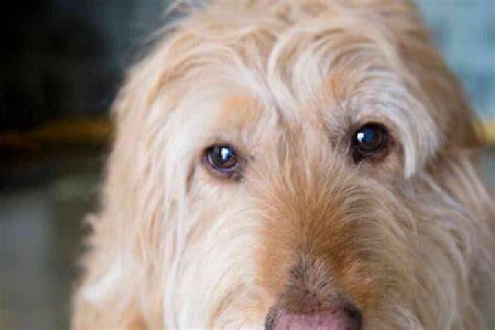 Do Labradoodles get eye boogers?