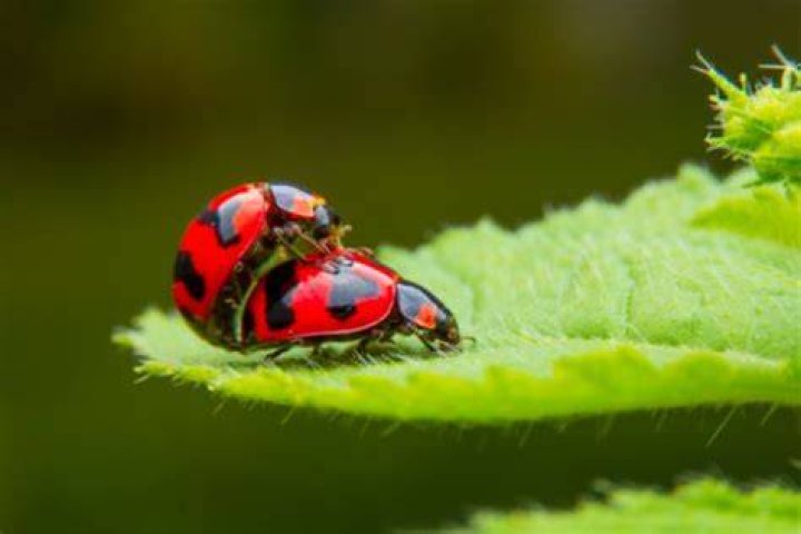 Do ladybugs mate for life?