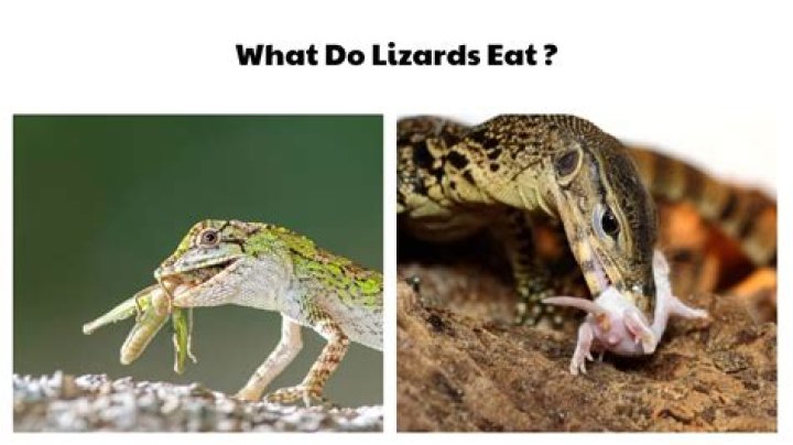 Do lizards eat their own tails?