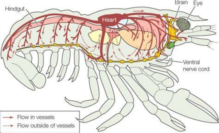 Do lobsters have a heart?