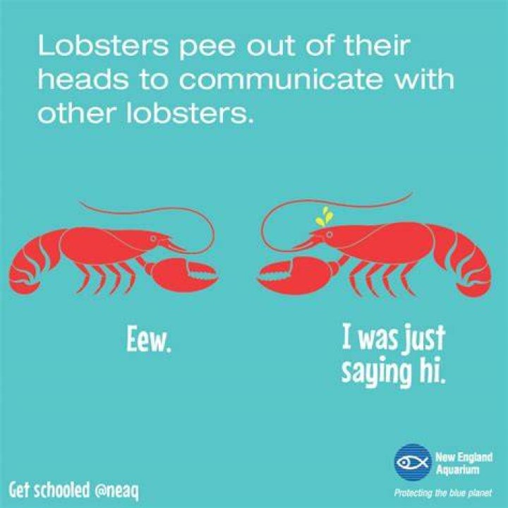 Do lobsters pee out of their heads?