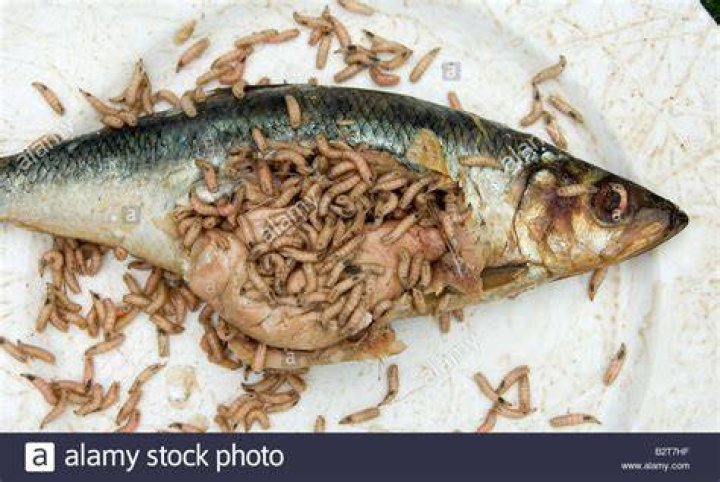 Do maggots eat dead bodies?