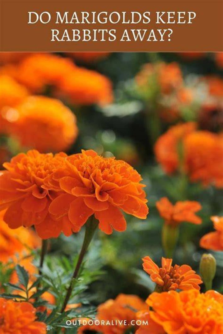 Do marigolds keep animals away?