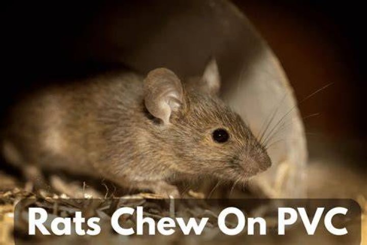 Do mice chew through plastic pipes?