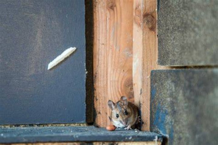 Do mice go back outside during the day?