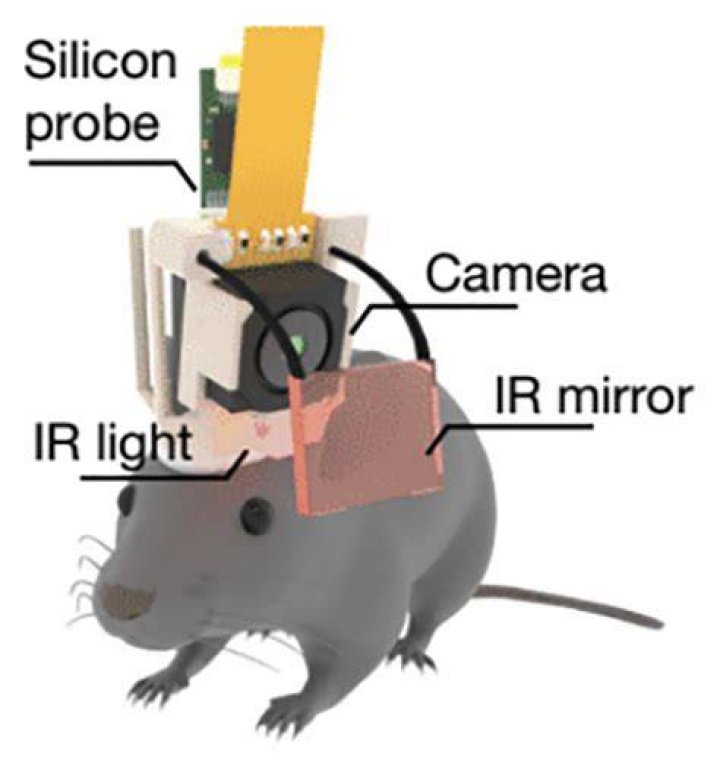 Do mice have good memory?