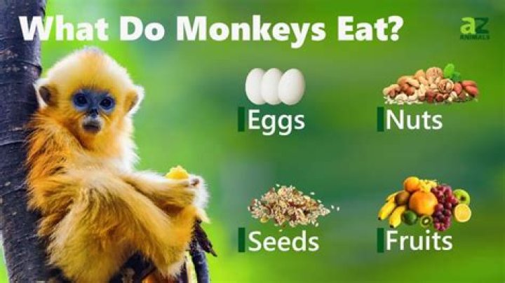 Do monkeys eat frogs?