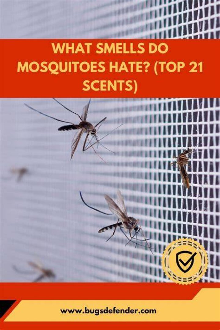 Do mosquitoes hate white vinegar?