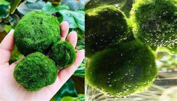 Do moss balls float when they're happy?