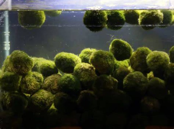 Do moss balls help cycle a tank?