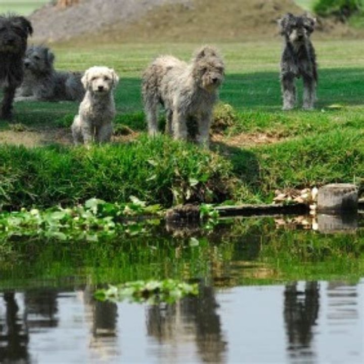 Do mothballs keep dogs out of your yard?
