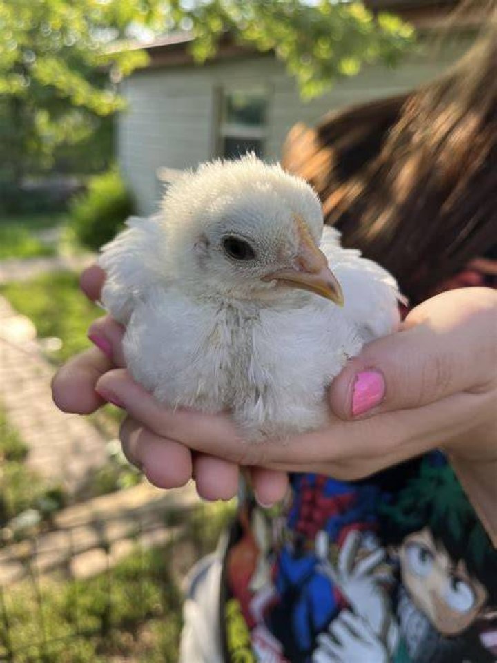 Do my chickens love me?