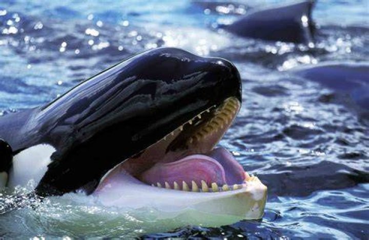 Do orcas like their tongue touched?