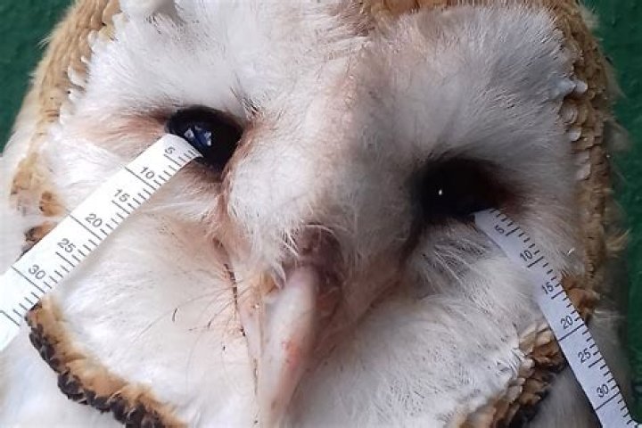 Do owls cry tears?