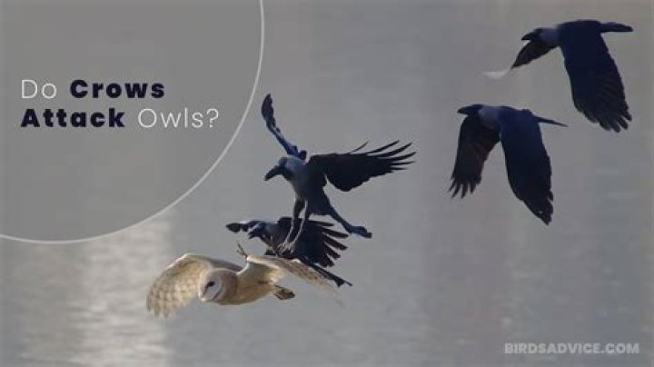 Do owls eat crows?