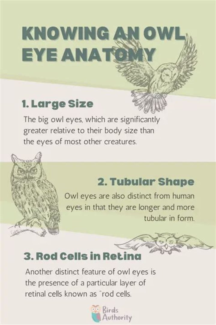 Do owls have eyes?