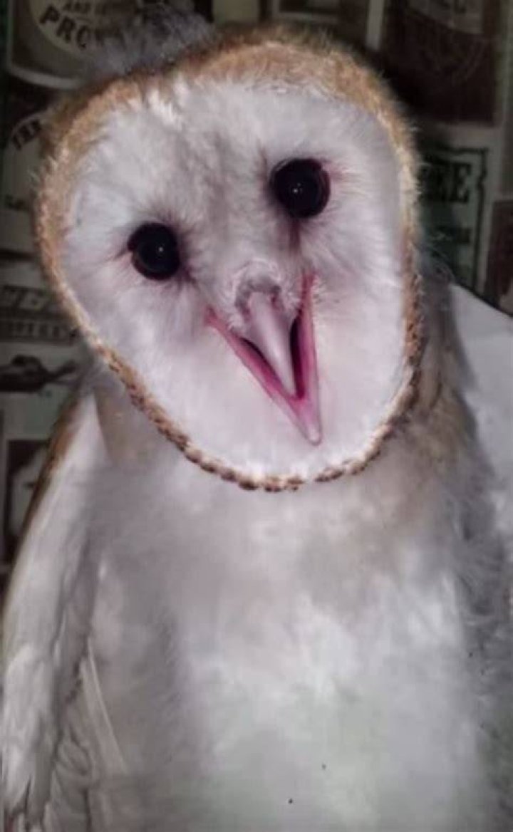Do owls scream like a woman?