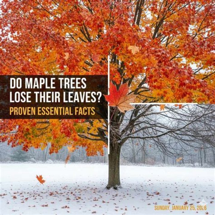 Do palm trees lose their leaves in winter?