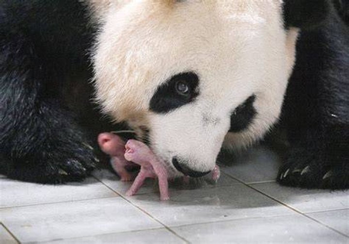 Do pandas not know they are pregnant?
