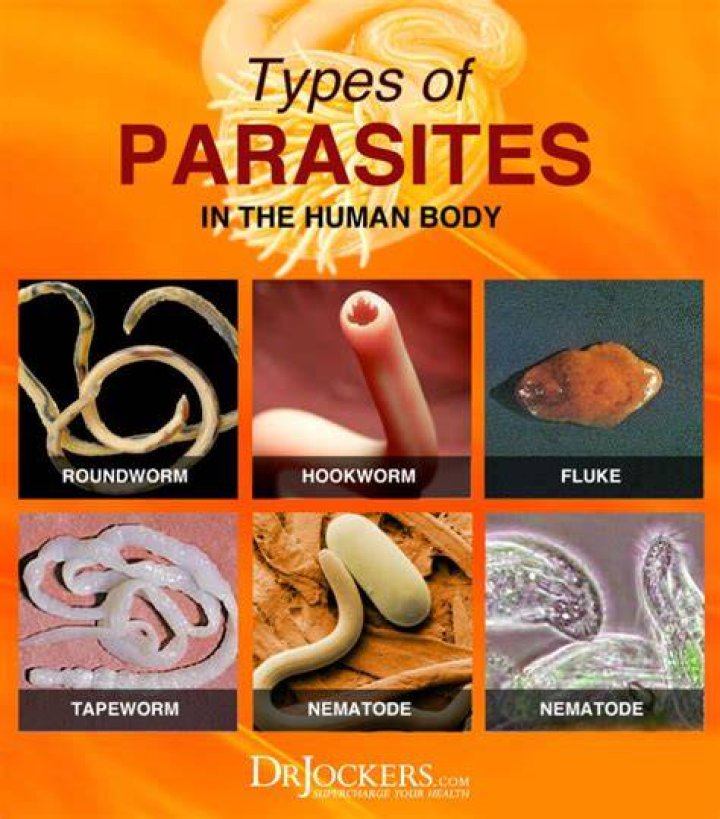 Do parasites have a smell?