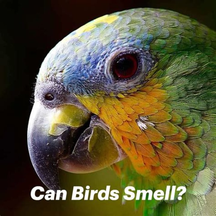 Do pet birds smell?