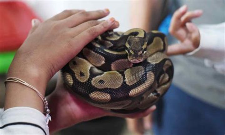 Do pet snakes enjoy being handled?