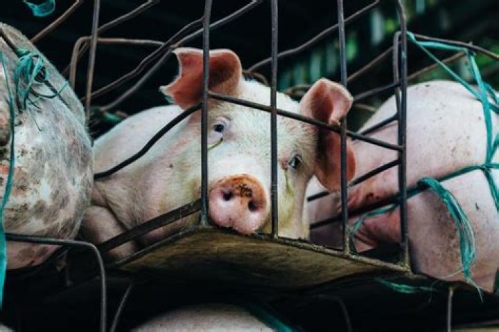 Do pigs feel pain when slaughtered?