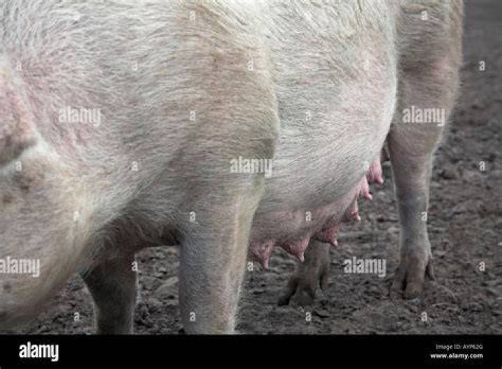 Do pigs have nipples?
