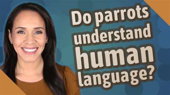 Do pigs understand human language?