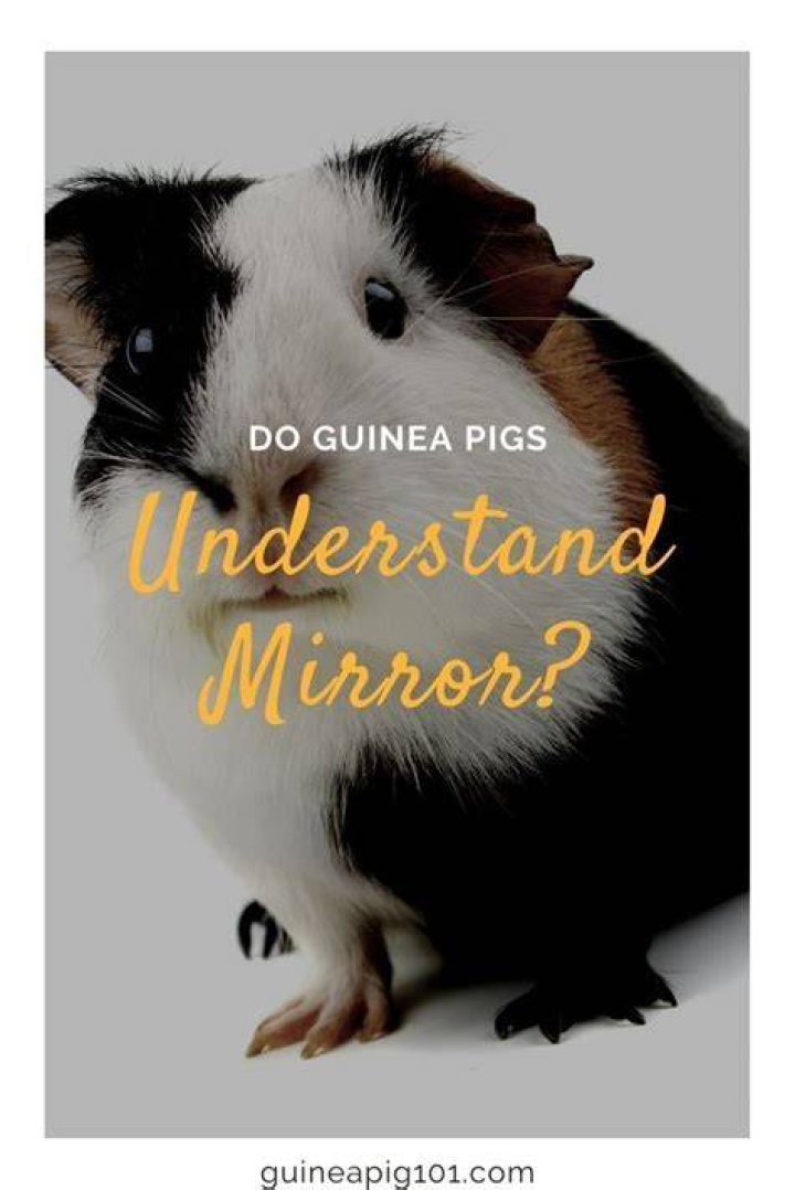 Do pigs understand?