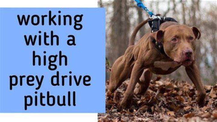 Do pit bulls have high prey drive?