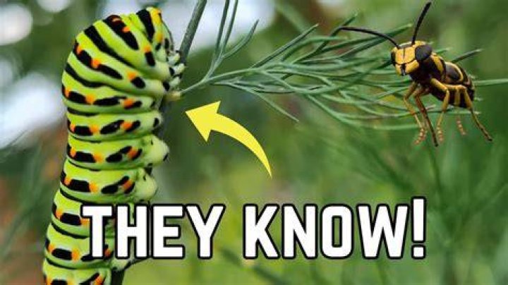 Do plants know they are being eaten?