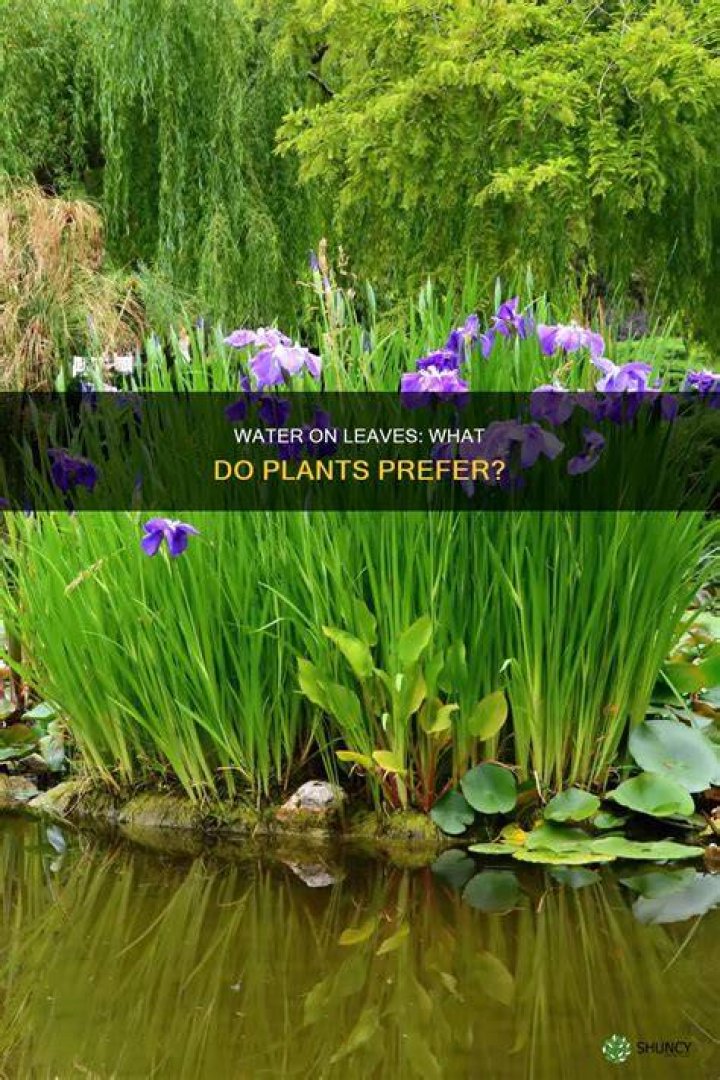 Do plants like water on their leaves?