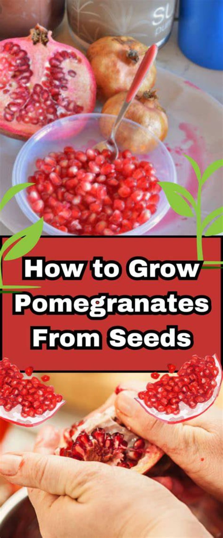 Do pomegranates have 613 seeds?