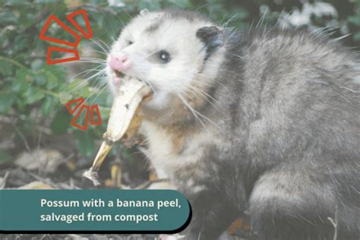 Do possums eat pepper plants?