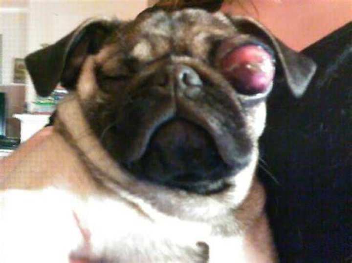 Do pugs eyes fall out?
