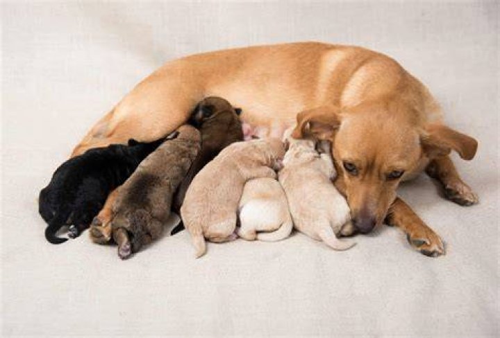 Do puppies get their personality from their mother?